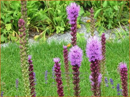 Liatris spicata