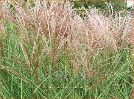 Miscanthus sinensis &#39;Sarabande&#39;