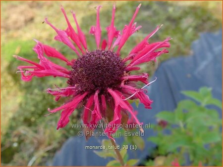 Monarda &#39;Talud&#39;