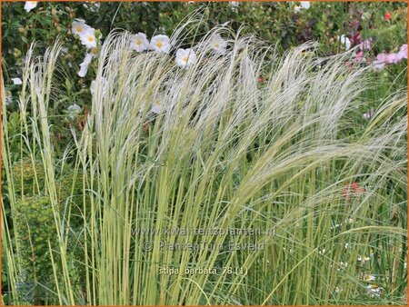 Stipa barbata