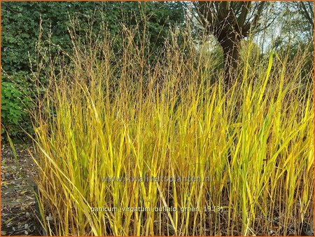 Panicum virgatum &#39;Buffalo Green&#39;