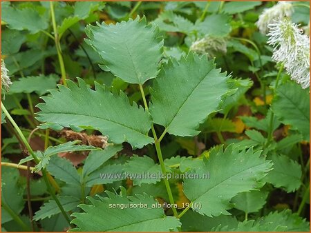 Sanguisorba albiflora