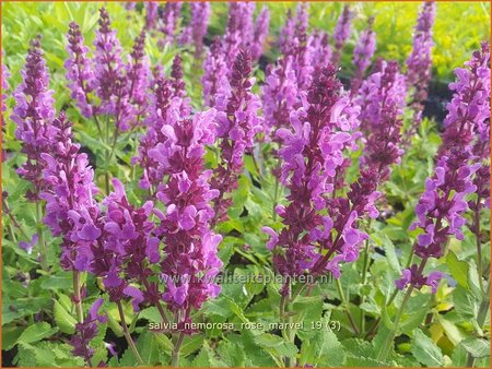 Salvia nemorosa &#39;Rose Marvel&#39;