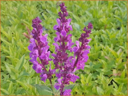Salvia nemorosa &#39;Rose Marvel&#39;