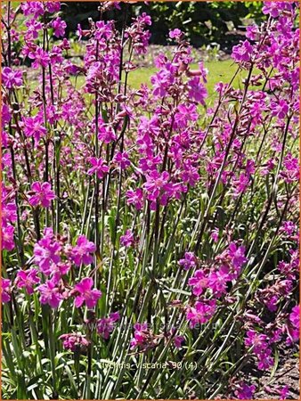 Lychnis viscaria