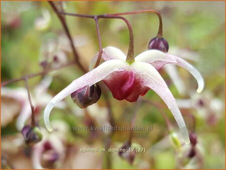 Epimedium 'Domino'