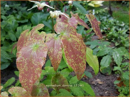 Epimedium 'Domino'