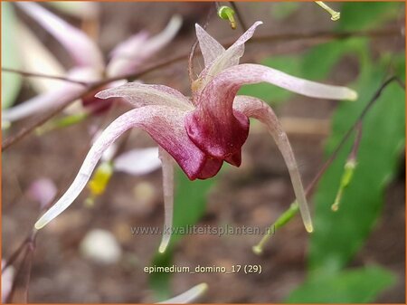 Epimedium &#39;Domino&#39;