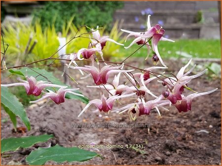 Epimedium 'Domino'