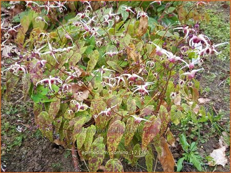 Epimedium 'Domino'
