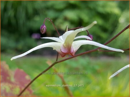 Epimedium &#39;Domino&#39;