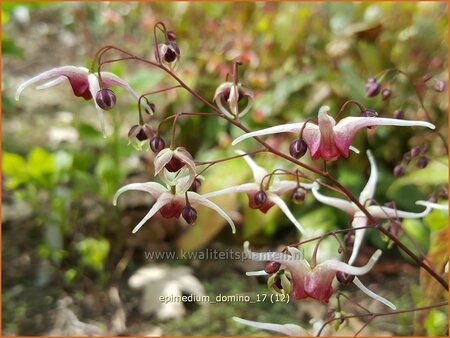 Epimedium &#39;Domino&#39;