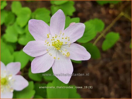 Anemonella thalictroides &#39;Rosea&#39;