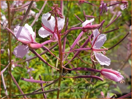 Epilobium angustifolium &#39;Stahl Rose&#39;
