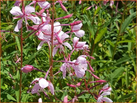 Epilobium angustifolium &#39;Stahl Rose&#39;