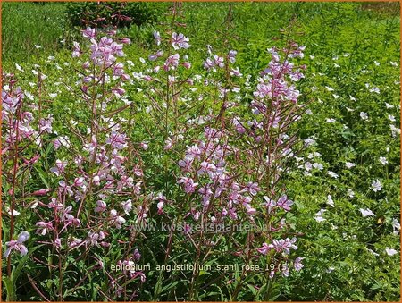 Epilobium angustifolium &#39;Stahl Rose&#39;