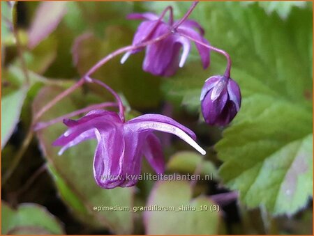 Epimedium grandiflorum &#39;Shiho&#39;