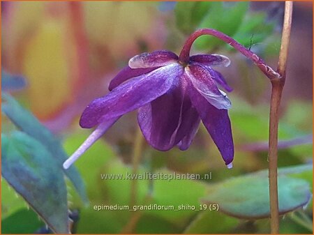 Epimedium grandiflorum &#39;Shiho&#39;