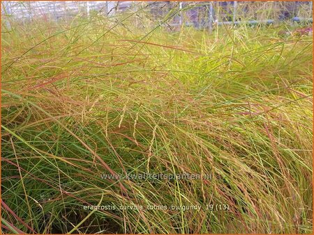 Eragrostis curvula &#39;Totnes Burgundy&#39;