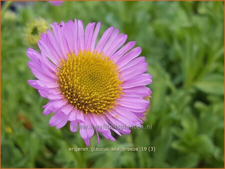 Erigeron glaucus &#39;Sea Breeze&#39;