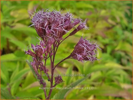 Eupatorium maculatum 'Humble'