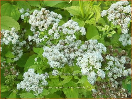 Eupatorium rugosum &#39;Lucky Melody&#39;