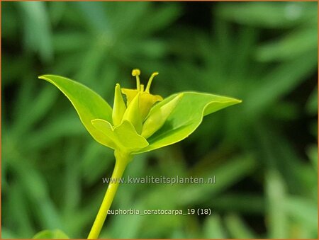 Euphorbia ceratocarpa
