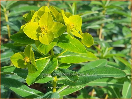 Euphorbia wallichii