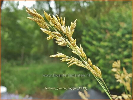 Festuca glauca &#39;Hoggar&#39;