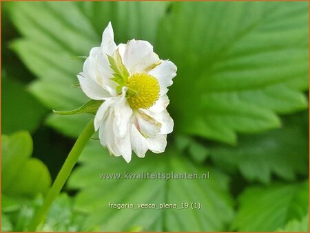 Fragaria vesca &#39;Plena&#39;