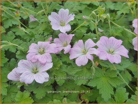 Geranium 'Bremdream'