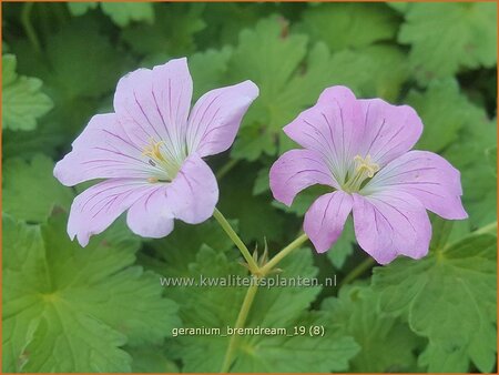 Geranium 'Bremdream'