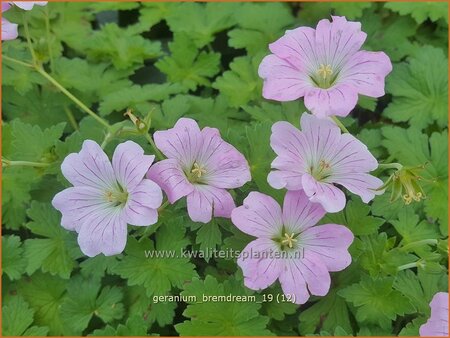 Geranium 'Bremdream'
