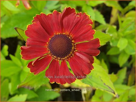 Helenium &#39;Potter&#39;s Wheel&#39;