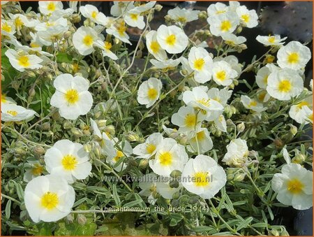 Helianthemum &#39;The Bride&#39;