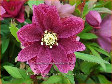 Helleborus orientalis &#39;Double Ellen Purple&#39;