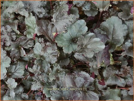 Heuchera 'Black Pearl'