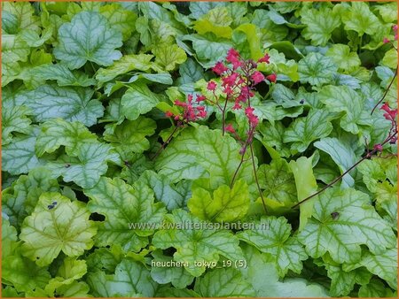 Heuchera &#39;Tokyo&#39;