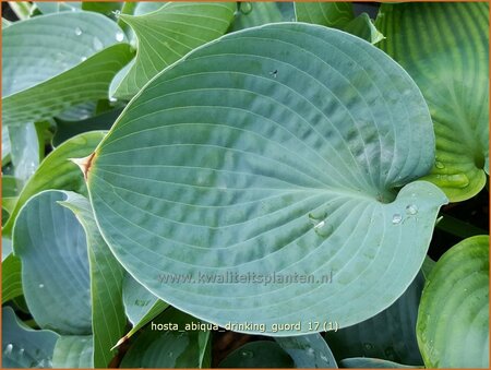 Hosta &#39;Abiqua Drinking Gourd&#39;