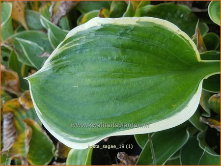 Hosta 'Sagae'