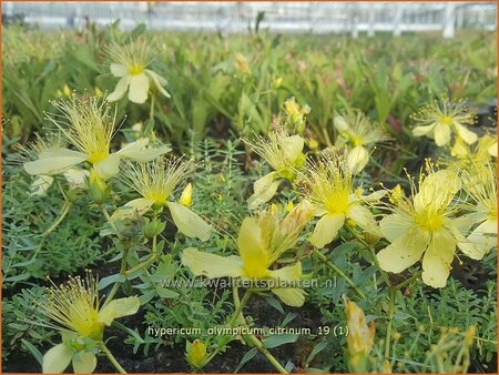 Hypericum olympicum &#39;Citrinum&#39;