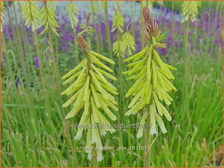 Kniphofia 'Green Jade'