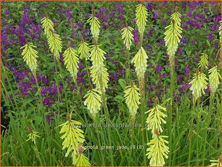 Kniphofia 'Green Jade'