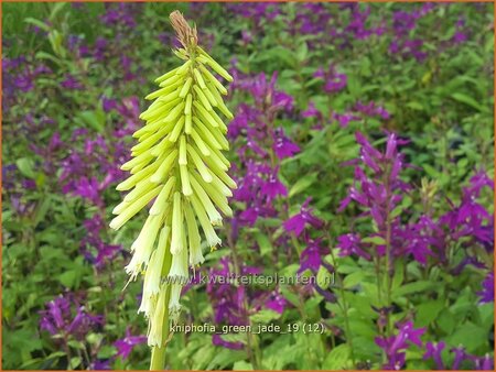 Kniphofia 'Green Jade'