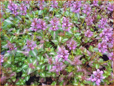 Lamium maculatum &#39;Roseum&#39;