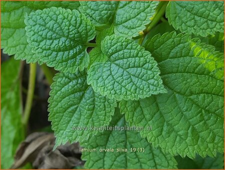 Lamium orvala &#39;Silva&#39;