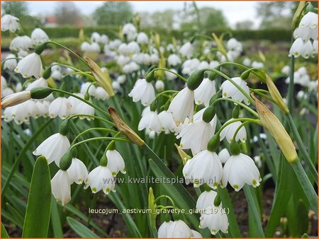 Leucojum aestivum &#39;Gravetye Giant&#39;