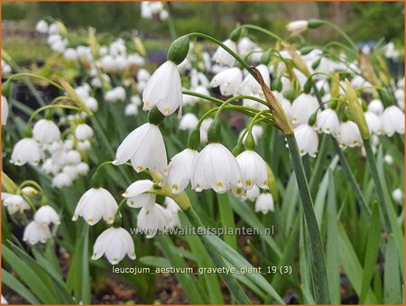 Leucojum aestivum &#39;Gravetye Giant&#39;