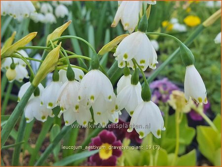 Leucojum aestivum &#39;Gravetye Giant&#39;