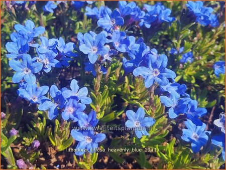 Lithodora diffusa &#39;Heavenly Blue&#39;